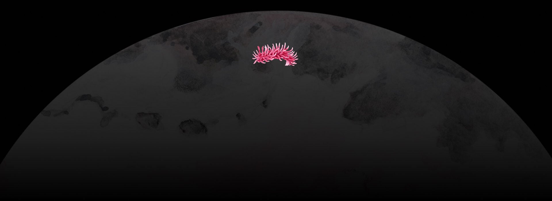 Ceratodoris rosacea